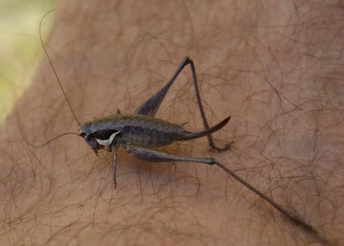 Pholidoptera sp.