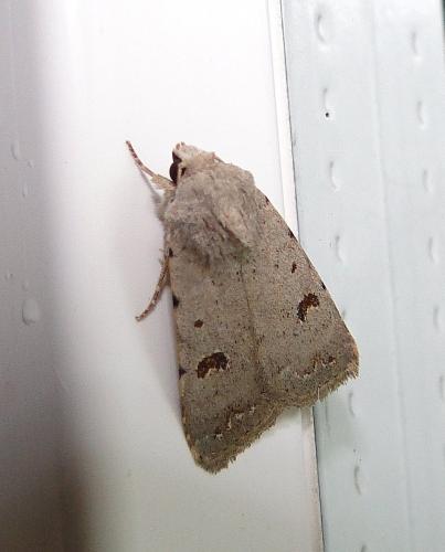 Caradrina sp.