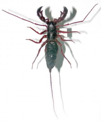 Etienneus africanus