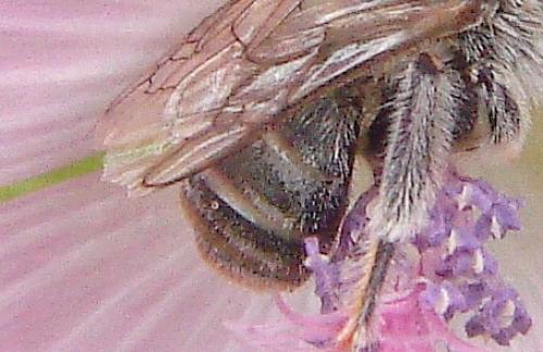 Réf. 62 616 : Tetraloniella sp.