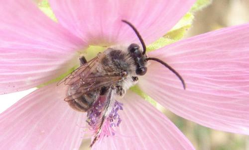 Réf. 62 572 : Tetraloniella sp.