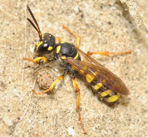 Cerceris sp.
