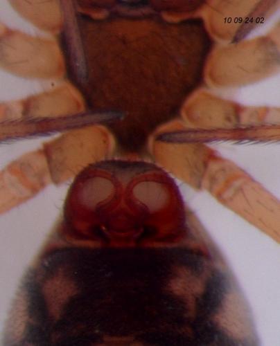 Tapinopa longidens