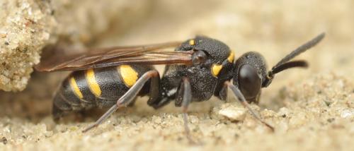 Nysson trimaculatus