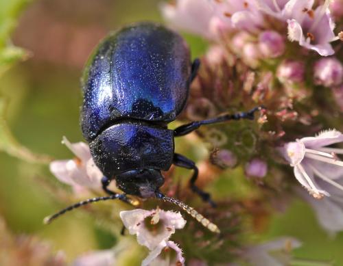 Chrysolina coerulans