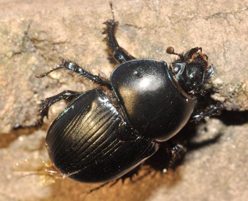 Réf. 62 357 : Geotrupes spiniger