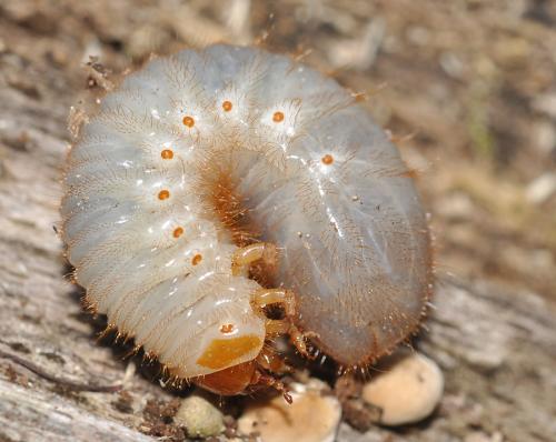 Réf. 62 149 : Cetonia aurata aurata