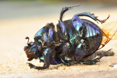 Geotrupes spiniger
