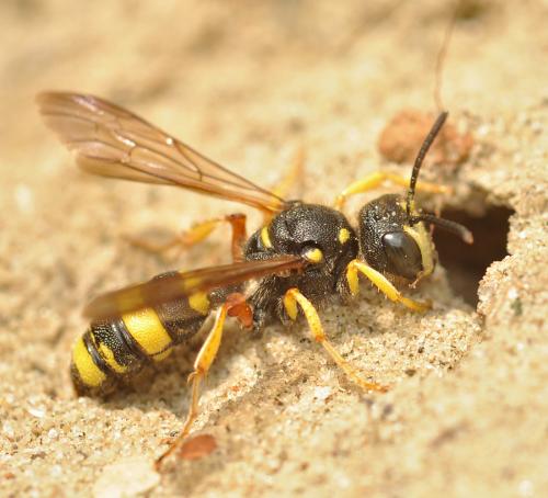 Cerceris rybyensis