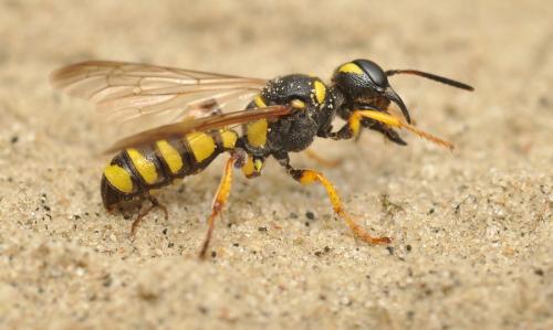 Cerceris arenaria