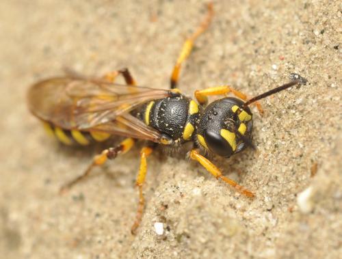 Cerceris arenaria
