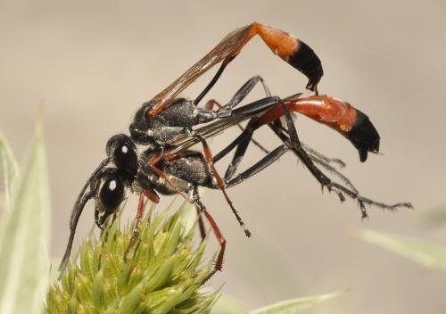 Ammophila heydeni