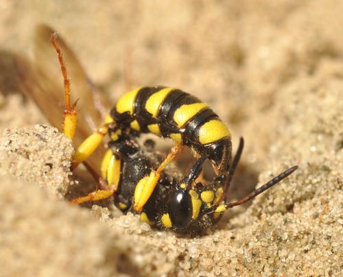 Cerceris sp.