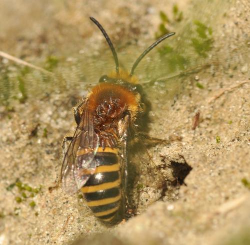 Colletes hederae