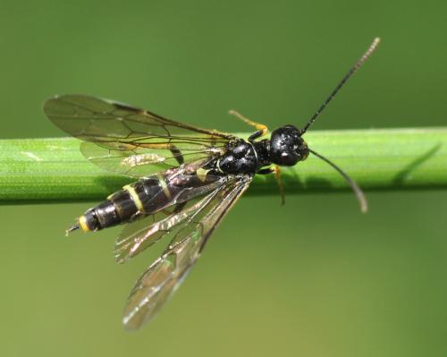 Cephus sp.