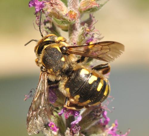 Réf. 62 146 : Anthidium florentinum