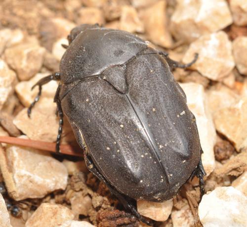 Réf. 62 813 : Netocia morio