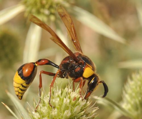 Réf. 62 103 : Delta unguiculatum