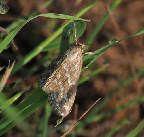 Evergestis frumentalis