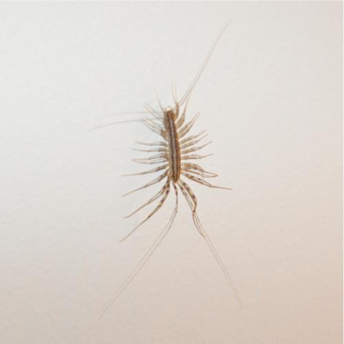 Scutigera coleoptrata
