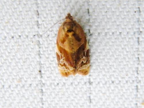 Réf. 62 356 : Ditula angustiorana