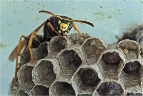 Polistes bischoffi