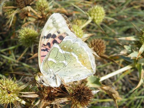 Argynnis pandora