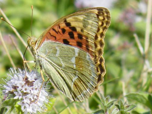 Argynnis pandora