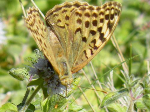 Argynnis pandora