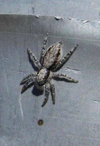 Menemerus sp.