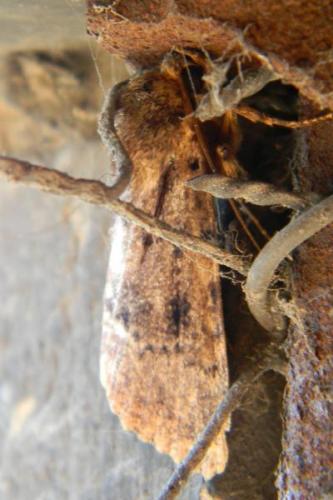 Réf. 62 771 : Amphipyra sp.