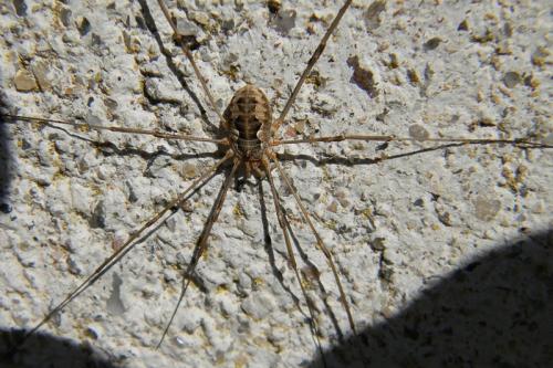 Phalangium opilio
