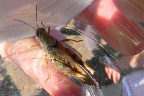 Calliptamus sp.