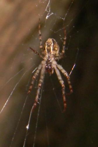 Metellina sp.