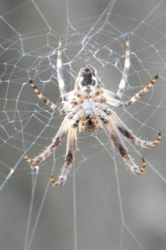 Larinioides sclopetarius