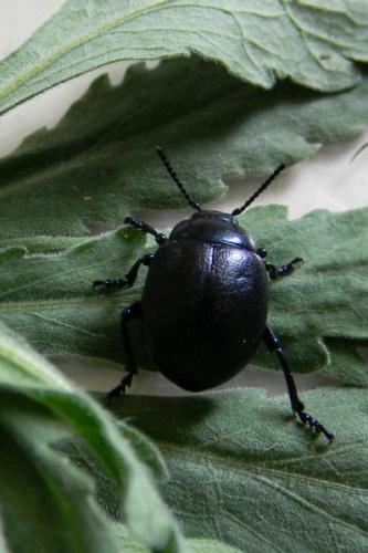 Timarcha goettingensis
