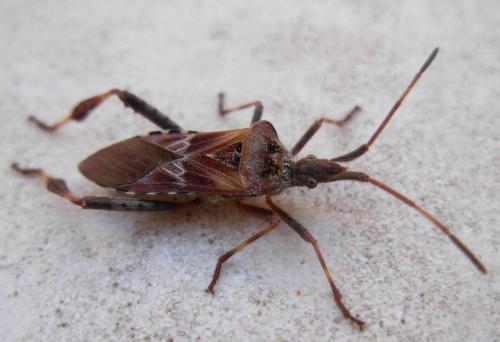 Leptoglossus occidentalis