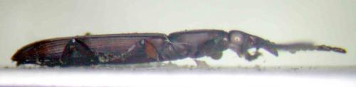 Cerobates hybridus