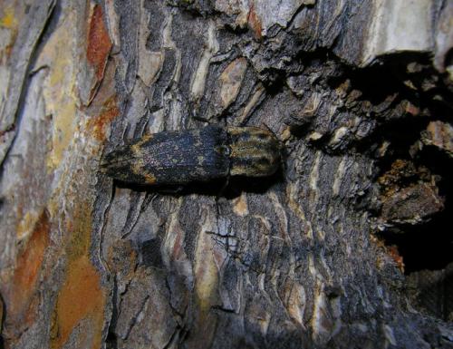 Réf. 62 016 : Danosoma fasciata