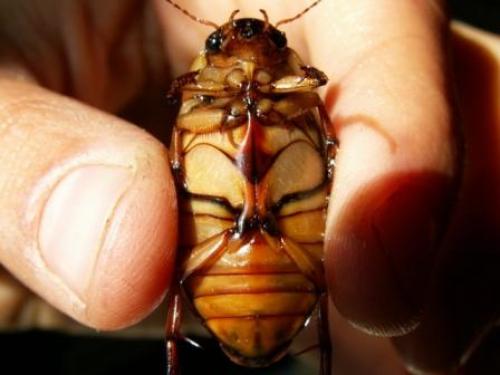 Dytiscus marginalis
