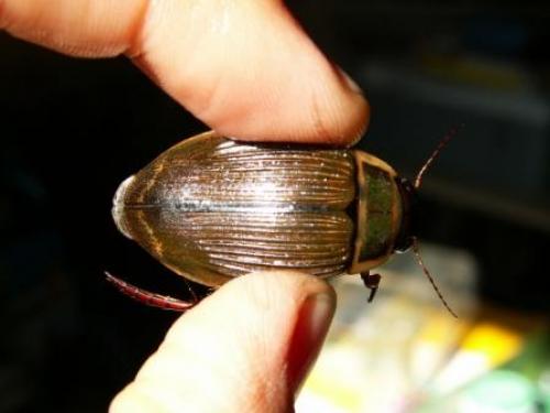 Dytiscus marginalis