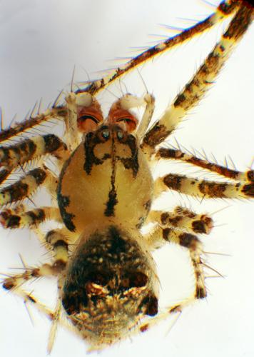 Ero aphana