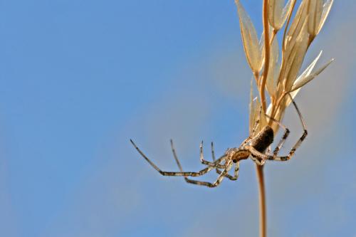 Réf. 62 087 : Episinus maculipes