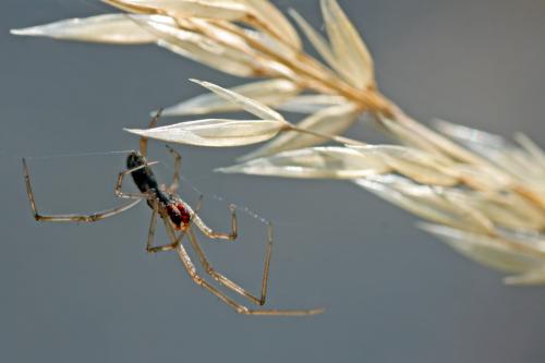 Réf. 62 089 : Episinus maculipes