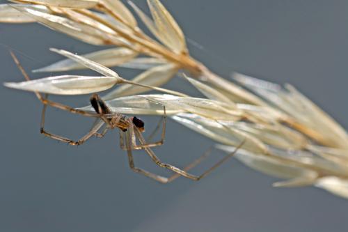 Episinus maculipes