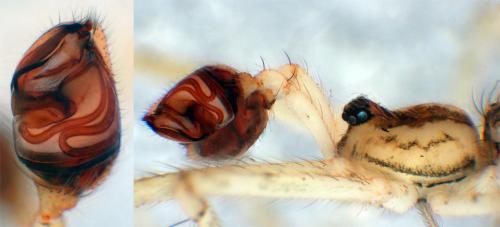 Episinus maculipes