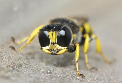 Ectemnius cavifrons