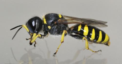 Ectemnius cavifrons