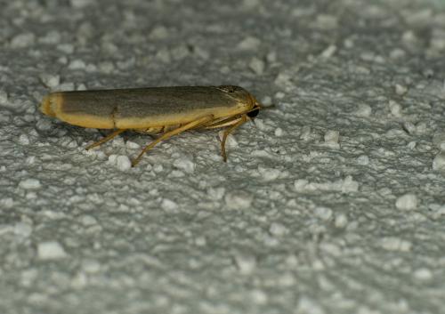 Eilema sp.