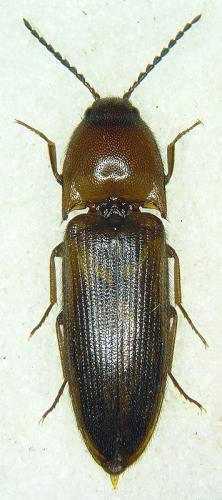 Ampedus nigerrimus